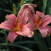 Лилейники :: Freddy 97