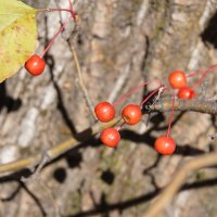 "НАЛЕТАЙ!" :: Наталия Григорьева