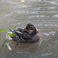 В осеннем пруду :: Freddy 97