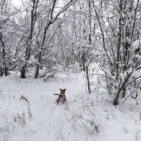 Зимние прогулки :: Anna Ivanova