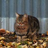 ** :: Зоя Мишина