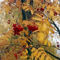 Рябиновые гроздья алеют средь листвы :: Galina Solovova