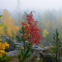 Рябинка :: Vadm Slutsky