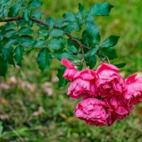 последние краски осени :: Дмитрий Лупандин