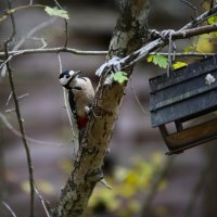 Дятел :: Evgeny Mameev