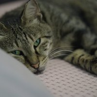 ,Из жизни кошек Израиль 2025г :: ujgcvbif 