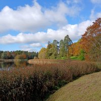 Камышовый берег. :: Лия ☼