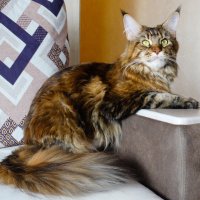 Жася :: Владимир Звягин