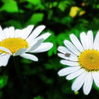 И согреты негой летней :: Hope 