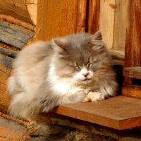 Пригрелась. :: жанна нечаева