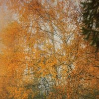 Последнее золото листвы... :: Леонид Абросимов