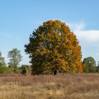 Желтеющий. :: Сергей Татаринов