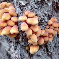 Ждем зиму! :: Александр Чеботарь