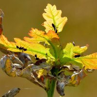 из жизни насекомых 3 :: Александр Прокудин