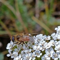 Не будить! :: Валентина  Нефёдова 
