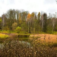 Природа Смоленщины в конце октября. :: Милешкин Владимир Алексеевич Природа Смоленщины в конце октября. :: Милешкин Владимир Алексеевич