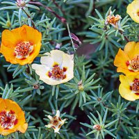 Портулак крупноцветковый :: Светлана Ищенко