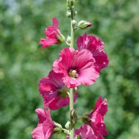 *** :: Виктор Иванович Чернюк