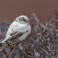из жизни воробьев.белый воробей. :: юрий макаров