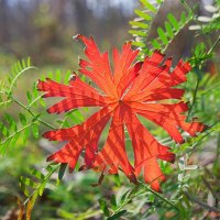 О солнечных днях в октябре... :: Андрей Заломленков