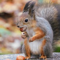 Белка :: Лина 