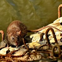 У городского озера... :: Николай Саржанов