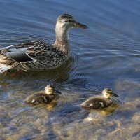 В мае :: ZNatasha -