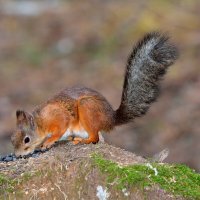 ** :: Александр Зуев