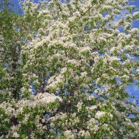 апрельское :: Елена Шаламова