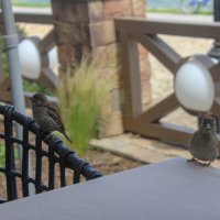 *** :: Оксана Новик 