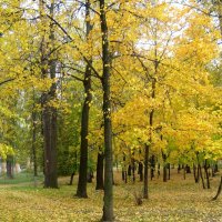 В золотую осень :: Елена Семигина