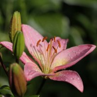 Лилия :: ZNatasha -