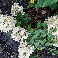 Цветы. :: Владимир Драгунский