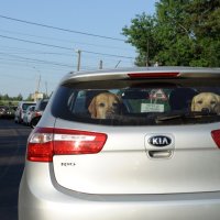 Видимо едут на дачу :: Иван Генералов