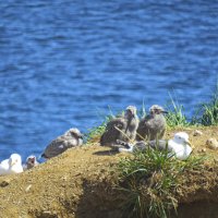 птенцы чаек с мыса Птичий :: ИРЭН@ .