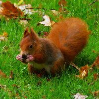Осень в кадре(серия) :: Владимир Манкер
