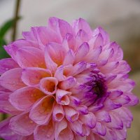 Георгин :: Татьяна Венцель