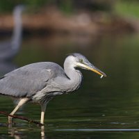 Молодая рыбачка :: Георгий Бондаренко