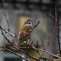 *** :: Зоя Мишина