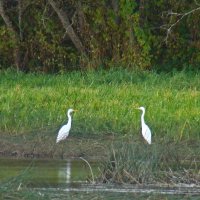 пейзаж с цаплями :: gawrilа - dan