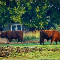 СЕЛЬСКИЙ МРТИВ... :: Elvira E. 