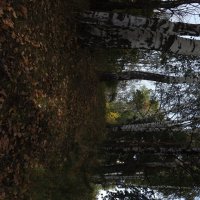 Дорога в осень. :: Андрей Андрианов