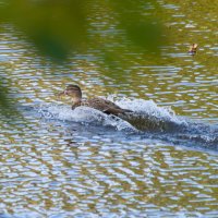 *** :: Андрей Андрианов