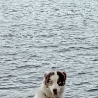 Миниатюрная австралийская овчарка :: Николай Миниатюрная австралийская овчарка :: Николай