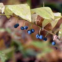 Купена лекарственная :: Алексей .
