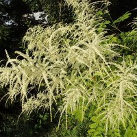 Волжанка :: Freddy 97