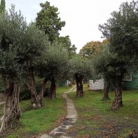 Парк санатория "Утес". Крым. :: Галина Парк санатория "Утес". Крым. :: Галина