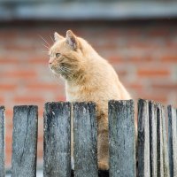 Царт забора :: Владимир Иванович Царт забора :: Владимир Иванович