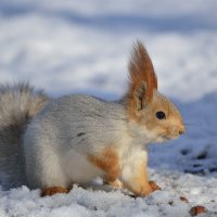 Зимняя шубка :: Павел К 