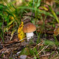 Тихая охота :: Владимир Иванович